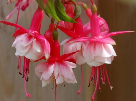 Fuchsia