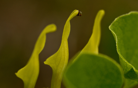 Pijpbloem