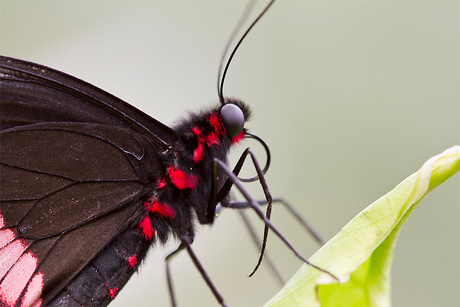 Close-up van Vlinder