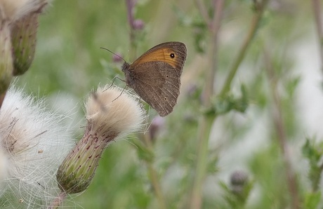 Vlindertje