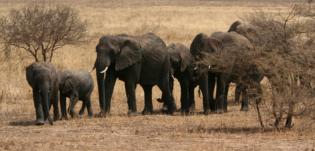 Kudde olifanten in Tarangire NP
