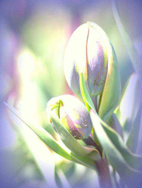 tulpen2013-2.jpg