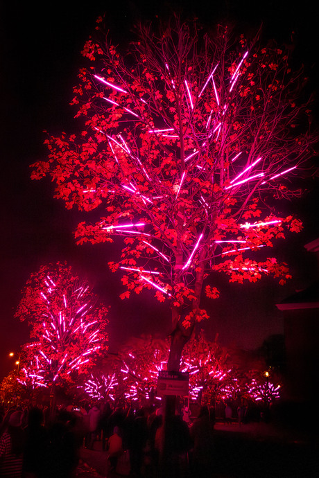 Glowing tree