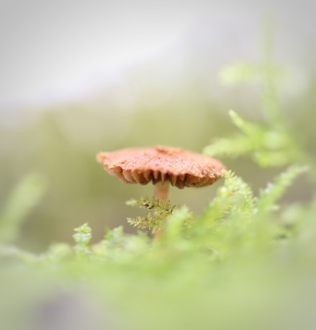 dromerige paddestoel