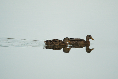 2 eenden op een spiegel van water