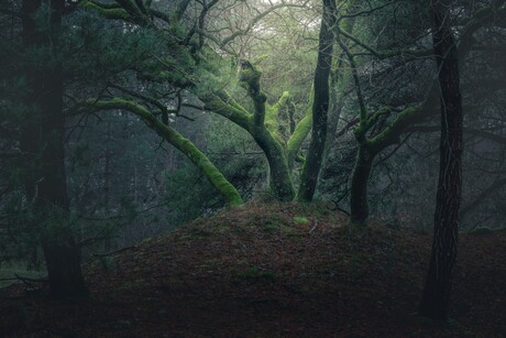 Het sprookjesbos.