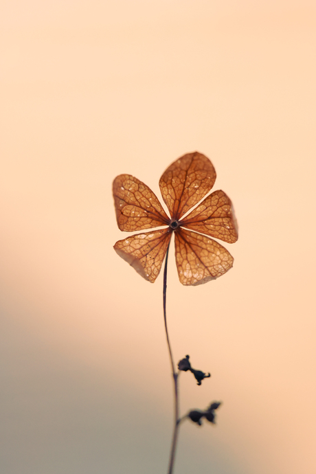 Vergane pracht in stilte