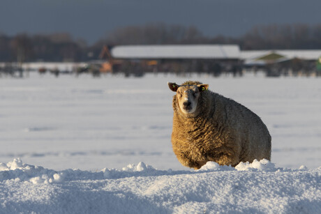 Nieuwsgierig schaap