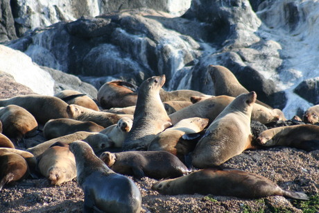 zeehonden in natuurlijke omgeving
