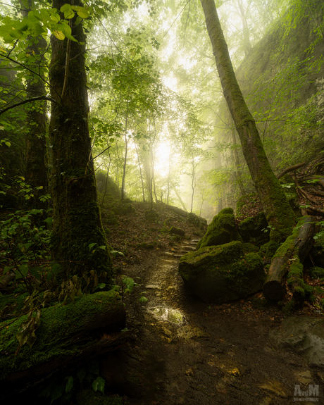 Misty morning hike