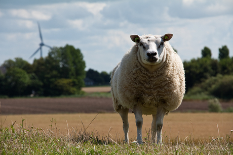 Niet alle schapen werken bij een telecombedrijf