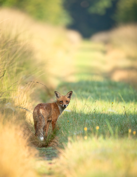 Vos in het landschap 