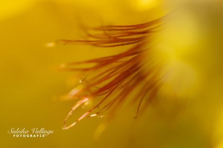 Flower?