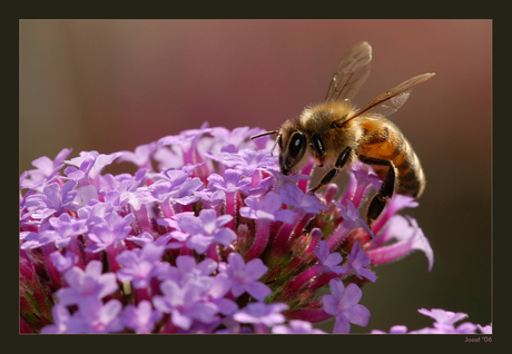 Verbena