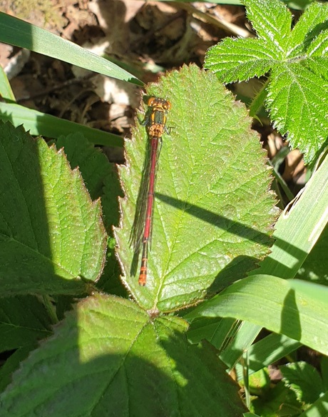 1ste vuurjuffer 2026