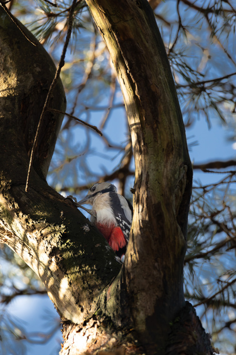 Grote Bonte Specht