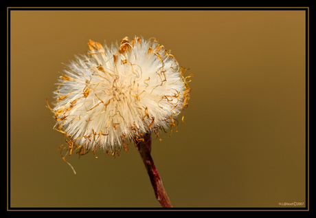 Taraxacum Officinale