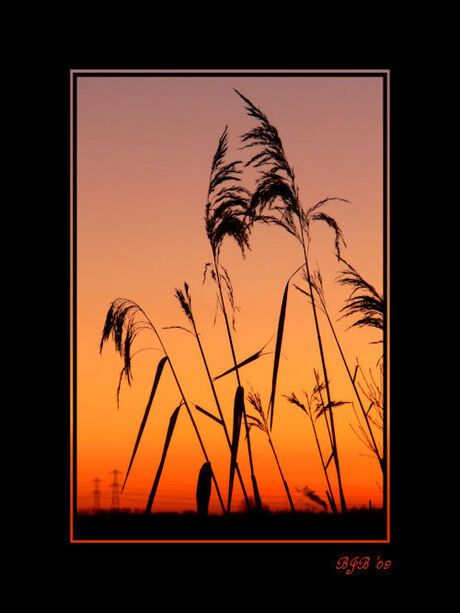 Sunset Grass