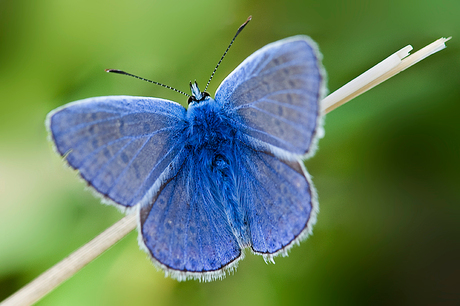 Blauwtje
