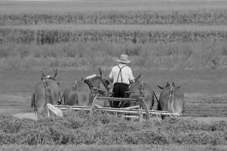 Paardenkracht