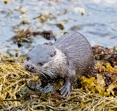 Otter in Schotland