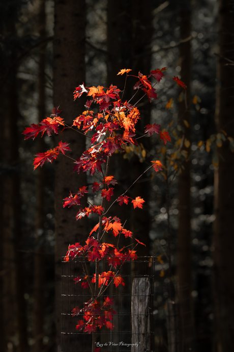 herfst in het bos