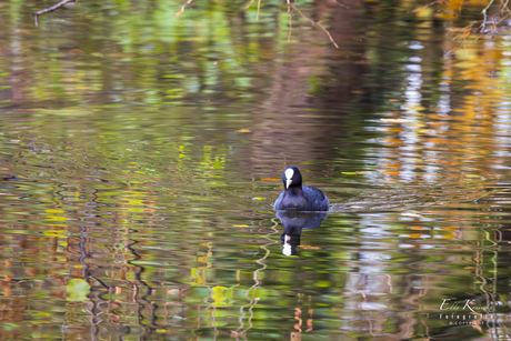 Herfstkleuren in het water.