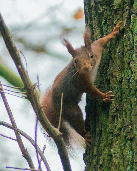 Red Squirrel