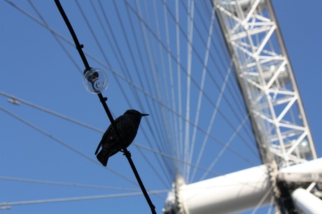 London Eye