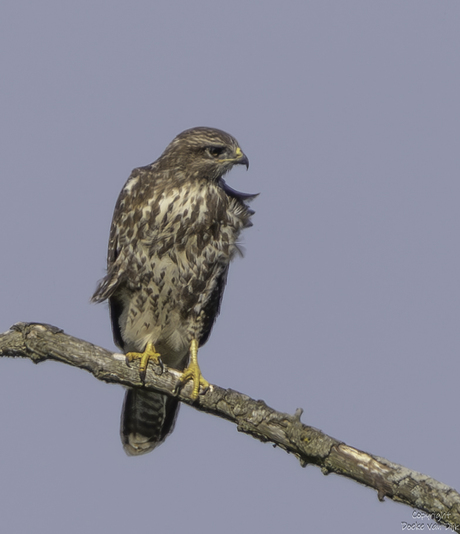 Buizerd