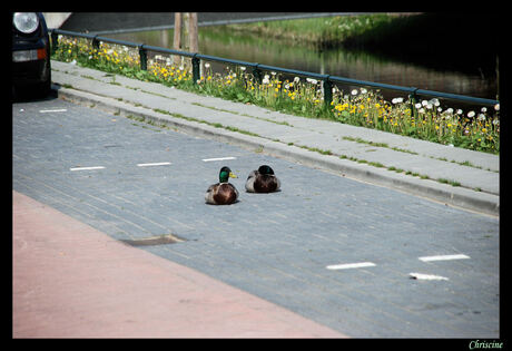 Wij willen ook een parkeerplek!