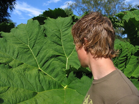 groot blad