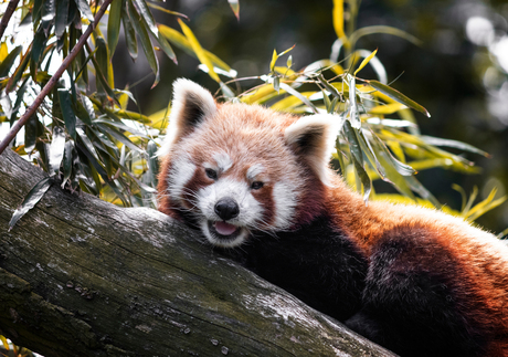 Lachende rode panda