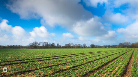 Wolken boven het bollenveld