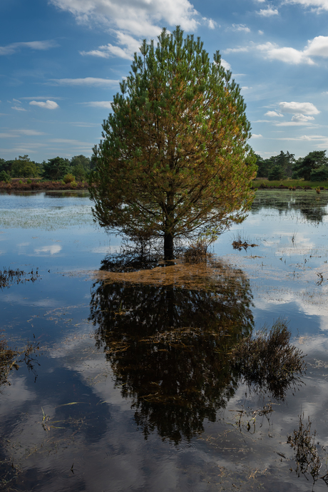 Reflection