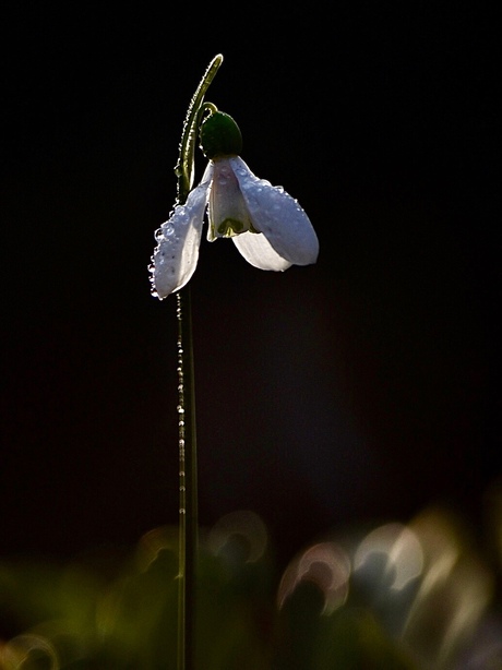 Snowdrop with drops....