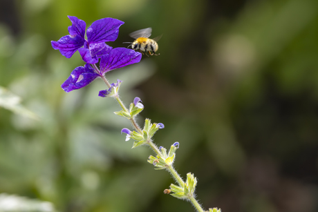 Hortus Botanicus Haren