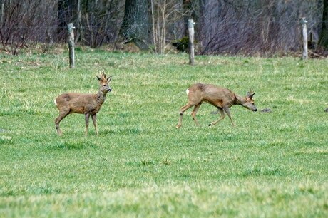 Reeën in het veld bij Schaarsbergen