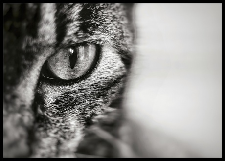 Cat's eye