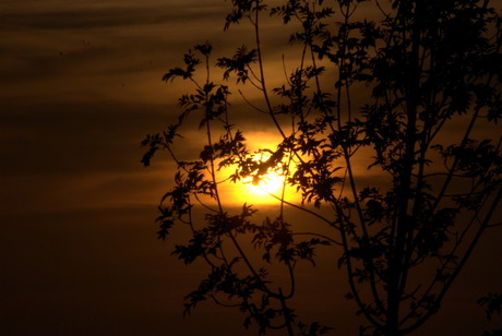 zonsondergang door boom