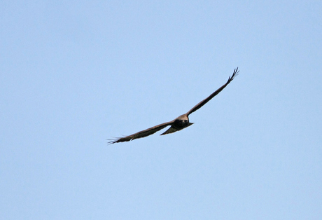 Buizerd (4)