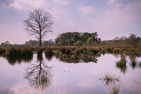 Weerspiegeling