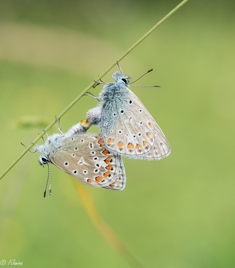 Bezige bijtjes......................vlinders Icarus