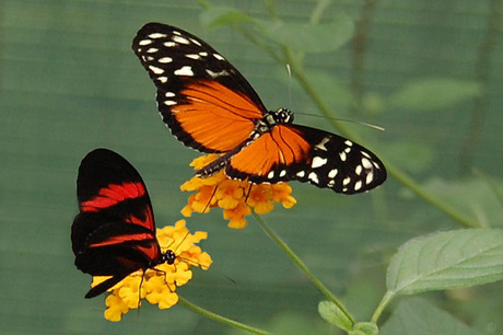 Heliconius 2x
