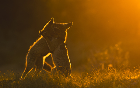 cuddling foxes