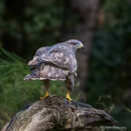 Buizerd 