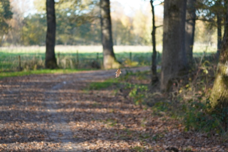 Vallend herfstblaadje
