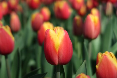 Keukenhof