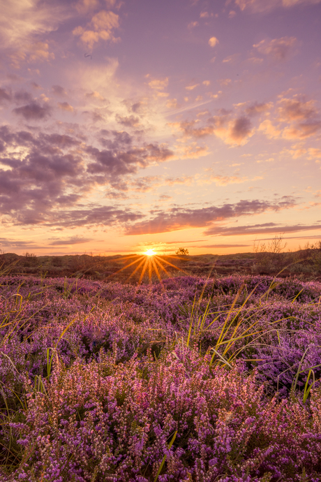 Bloeiende heide op Texel