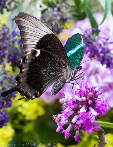 Vlinders in de botanische tuin